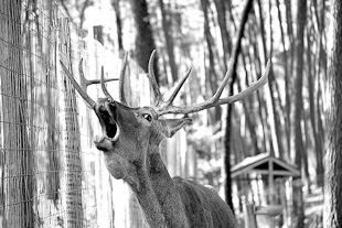 Veados estão a tornar-se numa praga