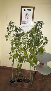 GNR apreende cannabis em Santulhão