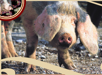 Fêmea de raça bísara pariu 21 leitões