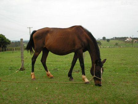 Grijó inaugura Centro Hípico