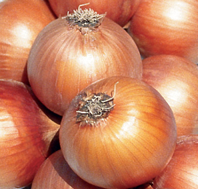 Chacim vende 25 toneladas de cebola