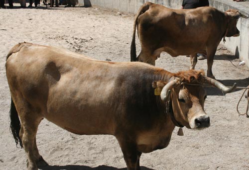 Quebra nas vendas de carne mirandesa