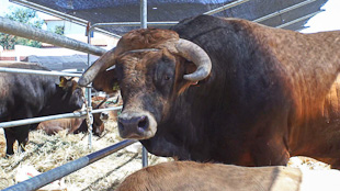 Mirandesa valoriza a raça