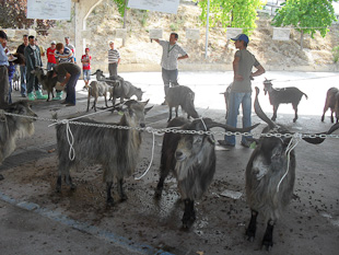 Associação tenta travar a diminuição do número de Cabras Serranas