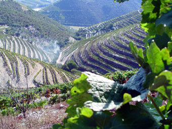 Vindimas no Douro dão trabalho a desempregados