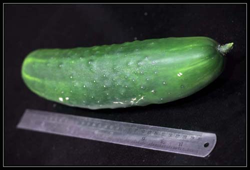 Pepino gigante em Carrazeda de Ansiães