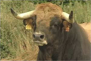 Ferido na chega de bois de Macedo