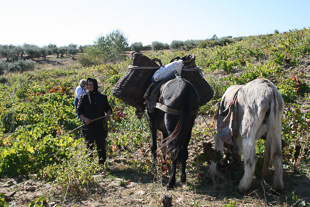Emoções à flor da pele na lagarada tradicional