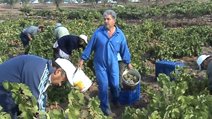 De volta às “torna-jeiras”