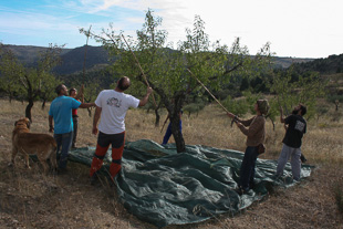 As amendoeiras também se varejam