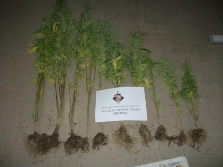 GNR apreende cannabis