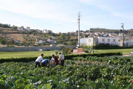 Hortas permitem poupar milhares de euros à Obra Social Padre Miguel