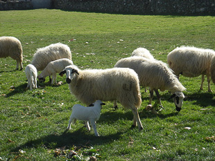 Cordeiro mirandês ganha certificação