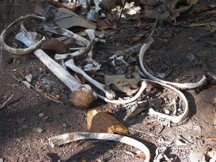 Ossadas encontradas em Quintanilha