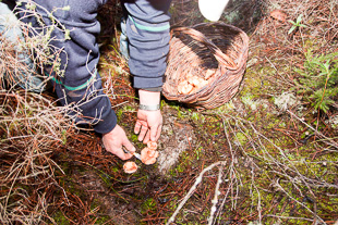 Aprender a apanhar cogumelos