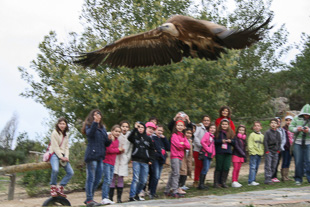 Grifos devolvidos à liberdade