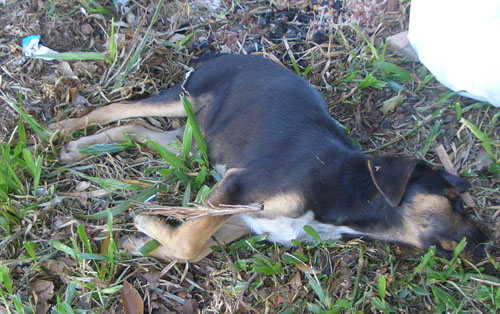 Cães envenenados em Carrazeda de Ansiães