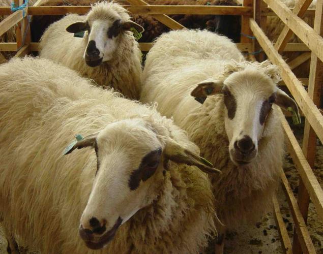 “Cordeiro mirandes” à conquista de novos mercados