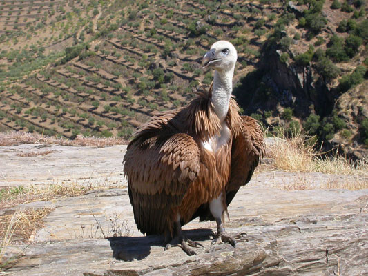 Grifos devolvidos à liberdade no Penedo Durão