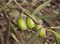 Casal apanhado a roubar azeitona de olival