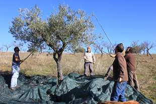 Apanha tradicional em Urrós
