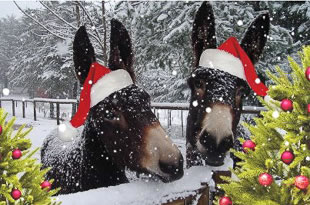 Natal ao rubro no Parque Biológico de Vinhais