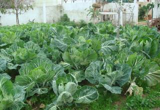 Freguesia de Carvalhais acolhe 9ª edição da Feira da Couve Penca