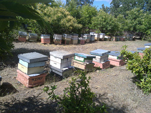 Sistema para prevenir roubos de colmeias