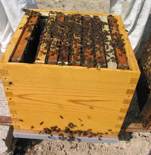 Sistema para prevenir roubos de colmeias económico