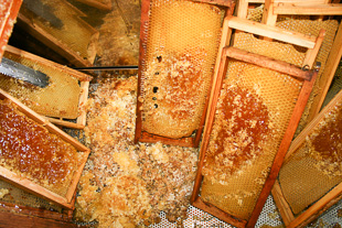 Concurso premeia mel do Planalto