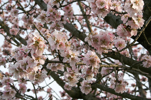 Feira transfronteiriça de regresso