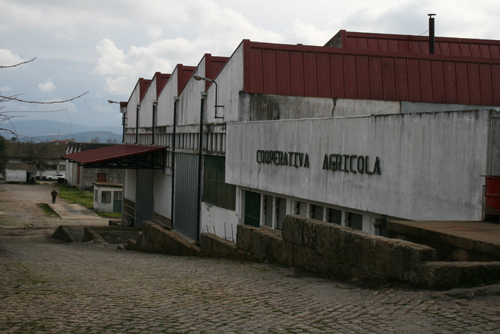 Lagar de azeite da Cooperativa de Alfândega com boa campanha
