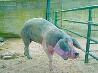 Carnes DOP comercializadas em conjunto