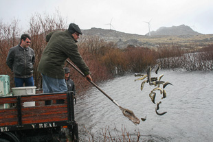 Trutas reforçadas na albufeira da Serra Serrada