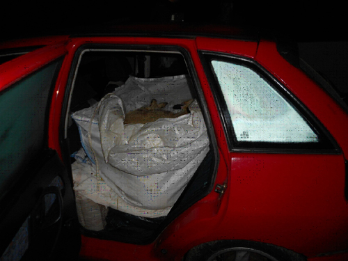 Idoso detido por furtar cordeiros