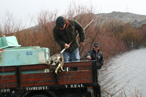 Mais de 2700 trutas lançadas na alfubeira da Serra Serrada