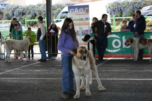 Cão de Gado Transmontano ajuda pastores