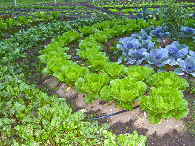 Alfândega da Fé adere ao projecto “Prove”