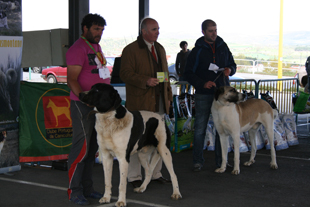 Cão de Gado ganha espaço