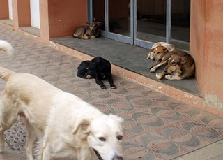 Cicloturista atacado por cães