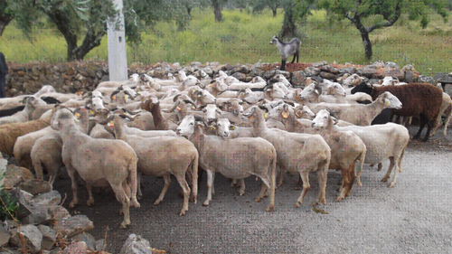 GNR recupera ovelhas furtadas em Torre de Moncorvo