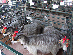 Caprinicultura é um sector rentável