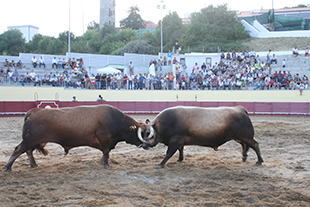 Chegas regressam à arena de Vinhais