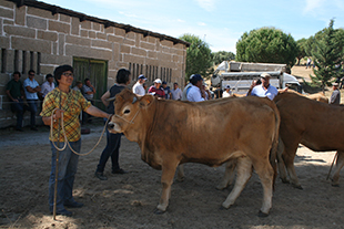 Criadores de bovinos abandonam actividade