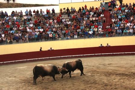 Pinheiro é tricampeão nacional de chegas de touros de raça mirandesa
