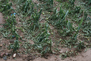 Junta de Freguesia pede ajuda ao Ministério da Agricultura