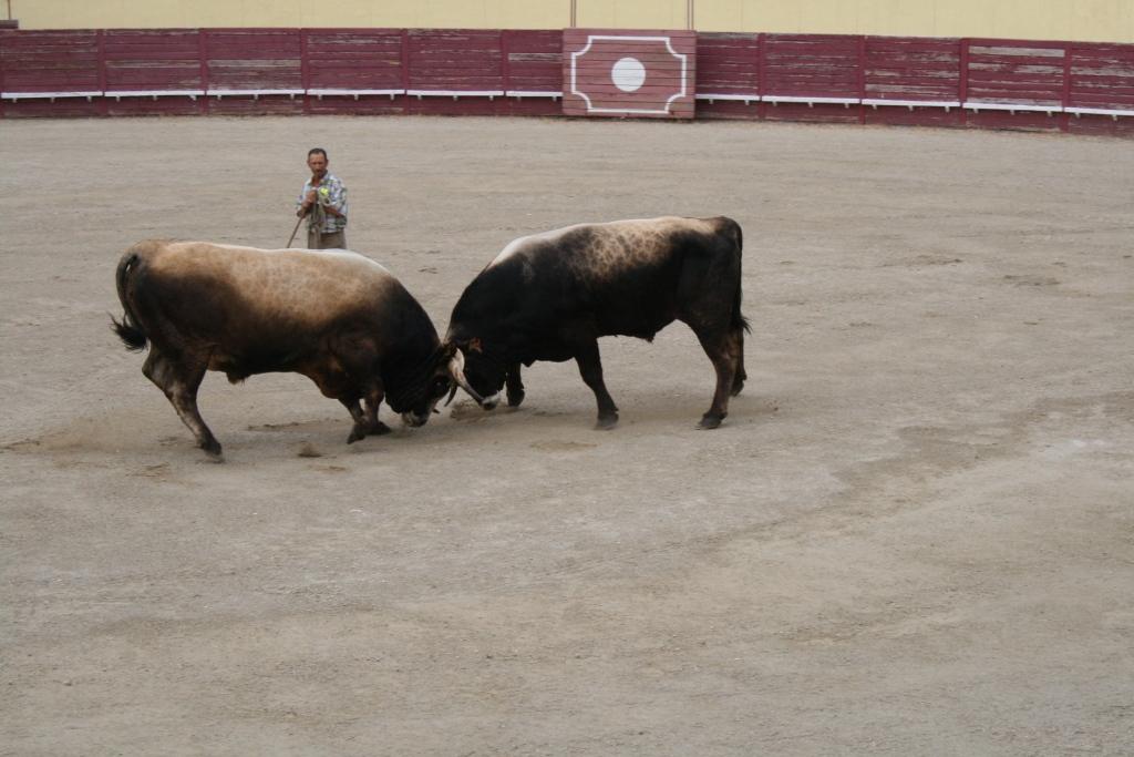Vinhais volta a ser palco do Nacional de Chegas de Touros
