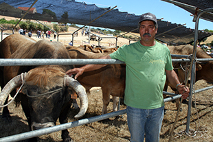 Gado mirandês mede forças