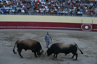 Rouxinol cantou mais alto na final