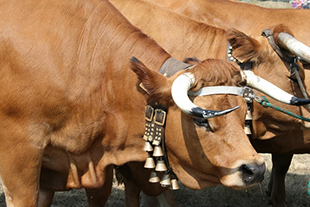 O regresso da Feira de Gado